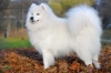 Adorable AKC registered samoyed puppies